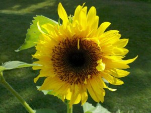 Sunflower in Allison Ehrman’s Garden