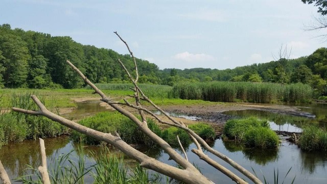 A Summer Marsh in Maryland, Photo by Allison Ehrman