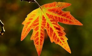 Photo courtesy of Flickr Creative Commons, Photo User HORIZON