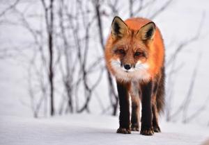 fox-710454_640