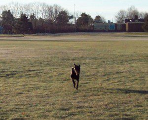 Bodhi running free. Photo by Low Tide.