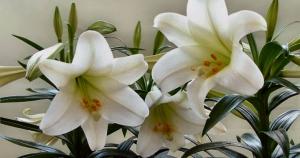 Easter lilies