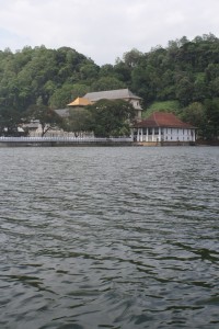 hafsa - golden canopy
