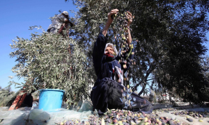 A woman sorts olives during the annual harvest in Khan Younis, Gaza Strip.