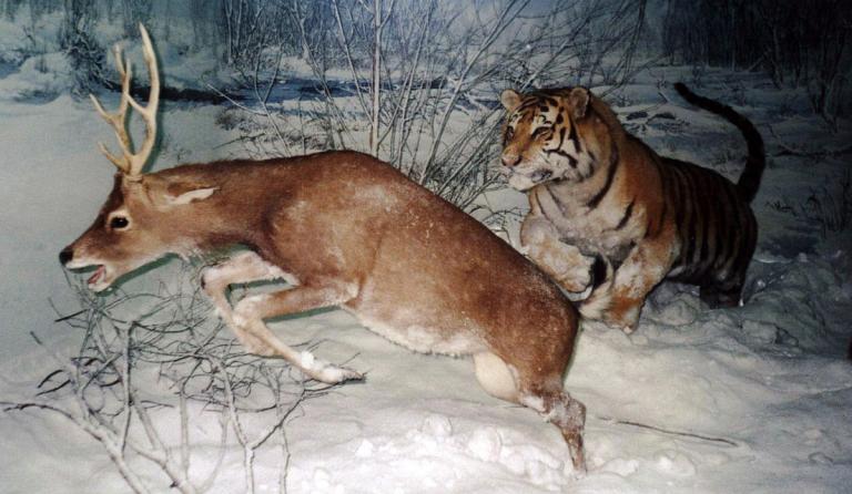 Tiger chasing a deer, via Wikimedia Commons