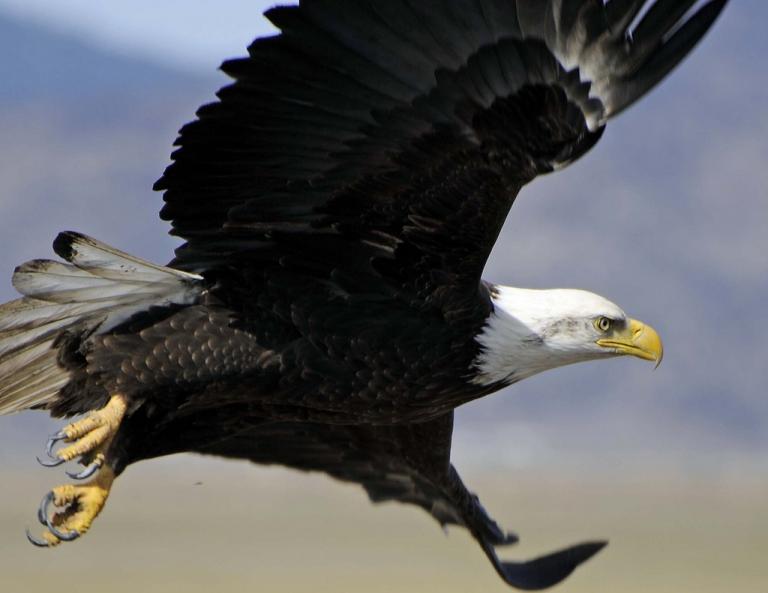 By U.S. Fish and Wildlife Service Headquarters (American Bald Eagle), via Wikimedia Commons