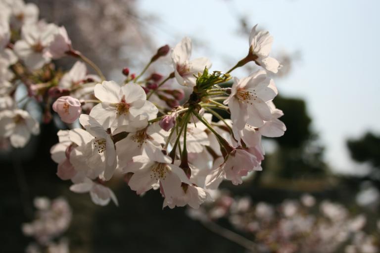 A white cherry blossom, briefly and perfectly in bloom.