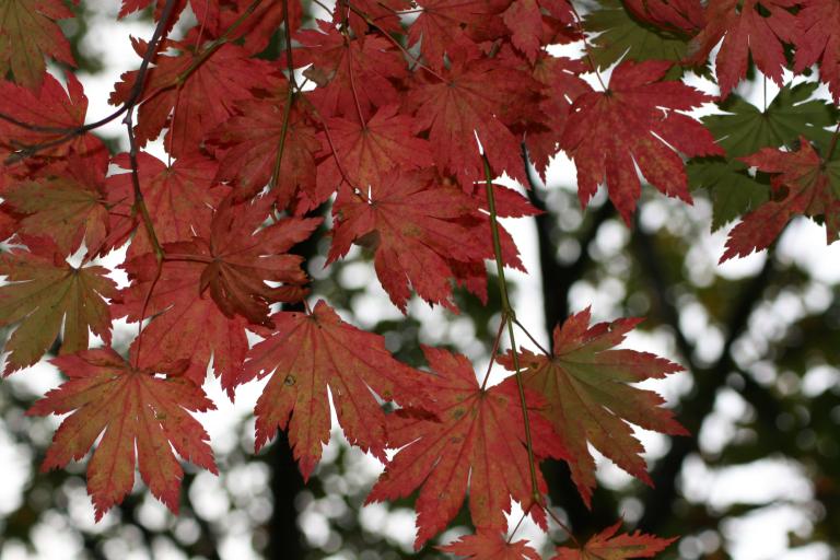 Leaves of a Japanese Maple in Fall