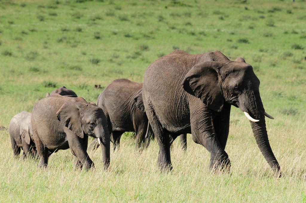 african elephant photo