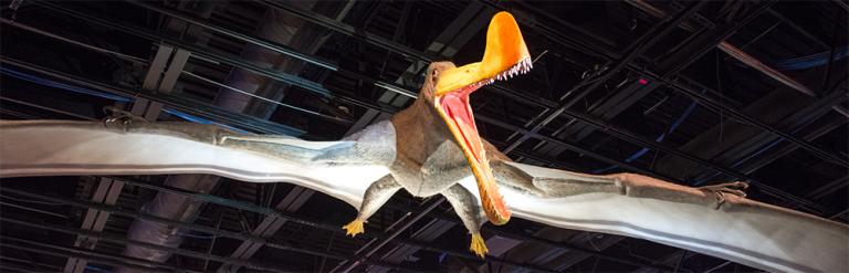 creationism pterosaurs science dinosaurs religion