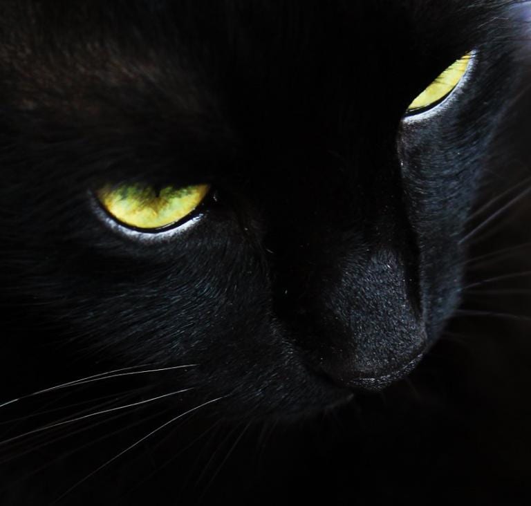 Looking for black cats that don’t exist and other pointless pursuits ...