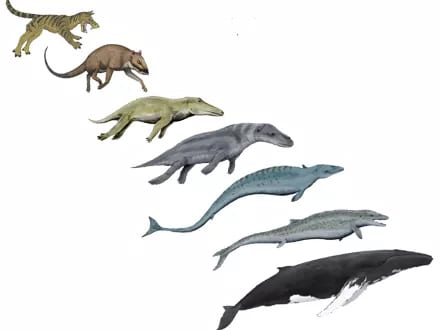 evolution christianity whales science atheism