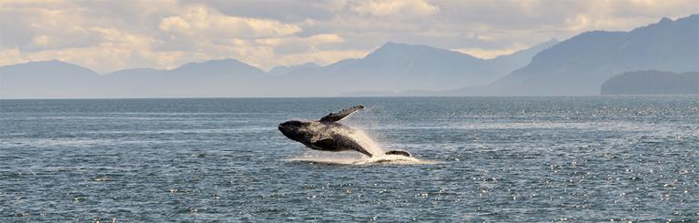 evolution christianity whales science atheism