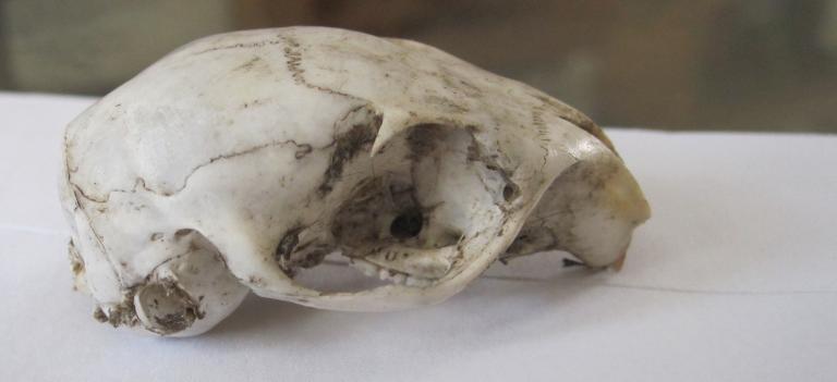 scull
