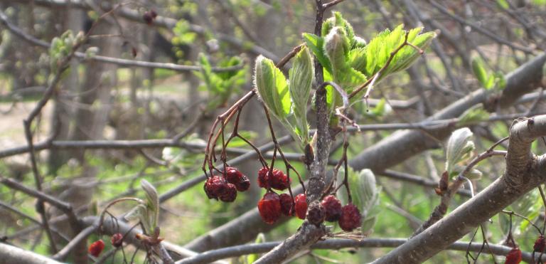 Spring Berries