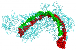 CRISPR proteins illustration