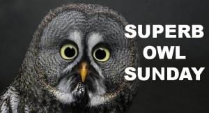 Superb Owl Sunday