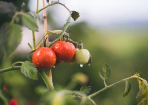 Tomatoes on the vine