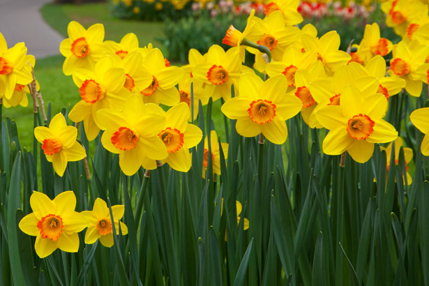 Using Daffodils In Magick | Courtney Weber