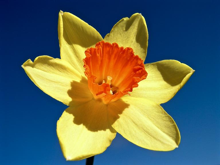 Bunga daffodil cr: Courtney Weber di Patheos
