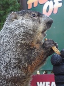 PunxutawneyPhil