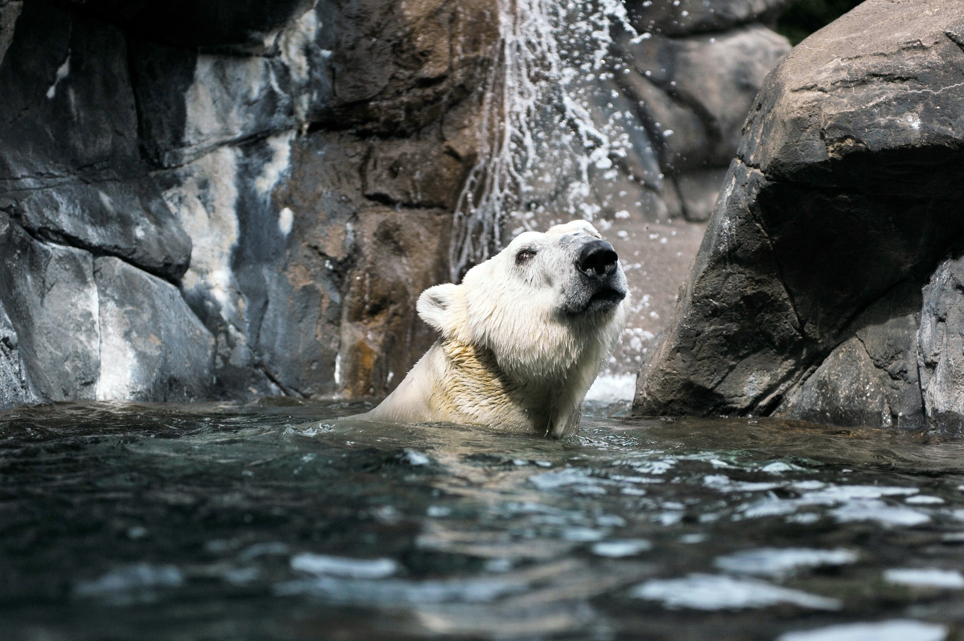 Polar Bear  Seneca Park Zoo