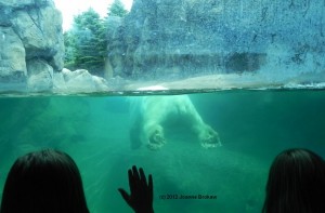 Polar Bear 27 june 2012