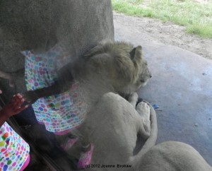 lions june 2012
