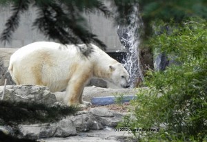 polar bear zero 27 june 2012