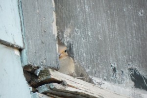 Baby bird in the window and Easter Eggs 001