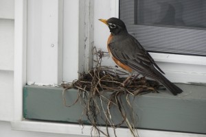 When I left the house at noon, Mrs. Robin had made great progress on the nest.