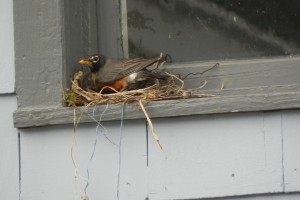 new robin nest on garage 003