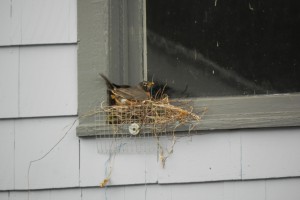 update robin nest screen 004