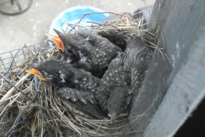 robins 023