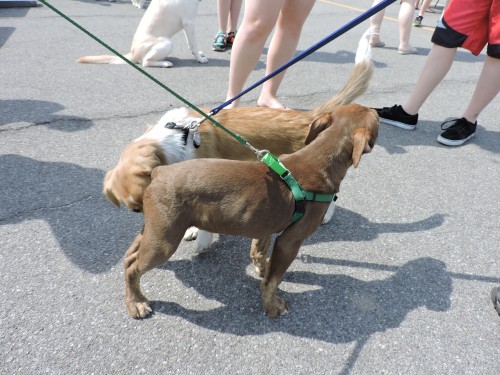 Rescue Pit at RIT 001