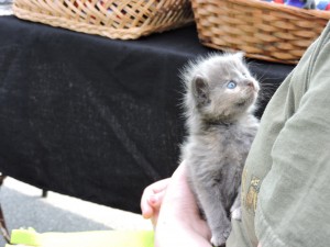 This three-week-old kitten was found in a dumpster, and rescued by the garbage man who dug through trash to make sure there weren't any more kittens.