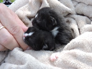 Day old kittens, being cared for by Kitten Korner Rescue.