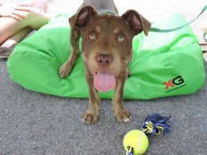 This is three-month-old Cooper, one of the amazing pit bull pups available for adoption through Rescue Pit.
