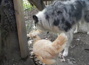 Just a chicken and her dog.