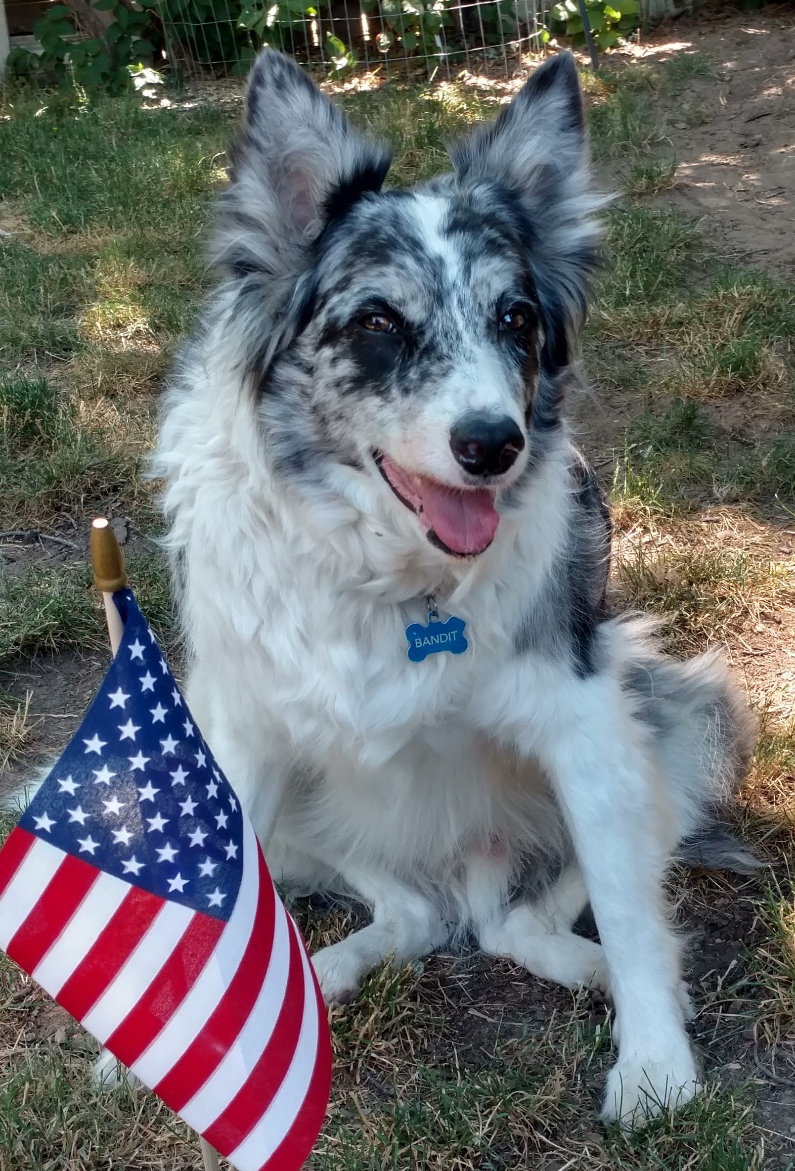 My dog Bandit, getting ready for the Fourth of July. (c) Joanne Brokaw 2016