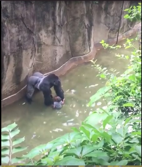 Screenshot from the video of Harambe and the child who fell into the gorilla enclosure.