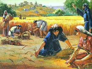 Ruth is gleaning in fields belonging to Boaz.