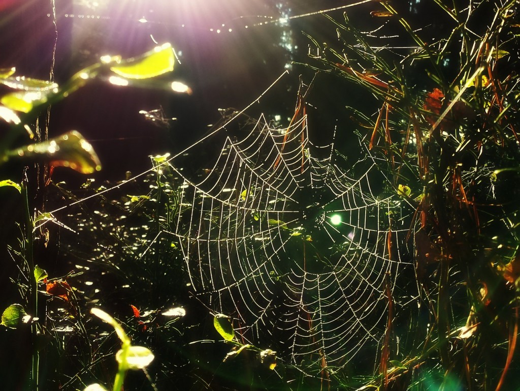 spider-web-534080_1280