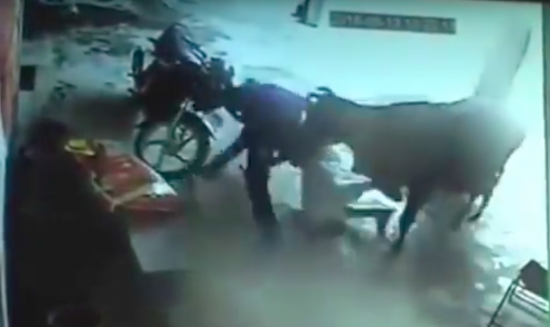 In India, Security Cameras Capture a Cow Attacking Men in the Middle of an “Honor Killing”
