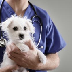 There’s Plenty of Pseudoscience in Veterinary Medicine, Too