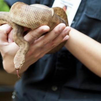 How the Photographer of a Snake-Handling Pastor Handled the Bite That Killed Him