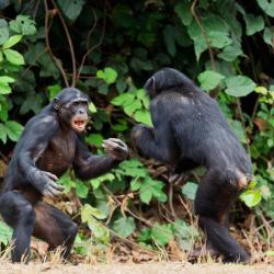 Ken Ham: Chimps Are Brutal to Each Other Because Adam Once Ate Some Fruit