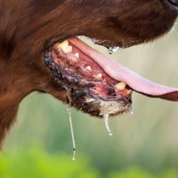Homeopath Used Saliva of a Rabid Dog to “Treat” 4-Year-Old’s Behavior Issues