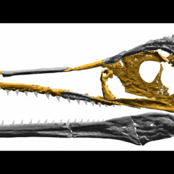 Creationists Quickly Dismiss New Fossil Evidence of Modern Bird Evolution