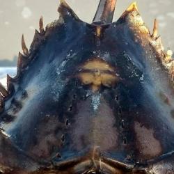 Woman Says This Horseshoe Crab Shell Is “a Sign From God,” But Science Disagrees
